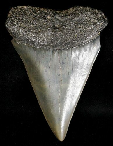 Large Fossil Mako Shark Tooth - South Carolina #18512